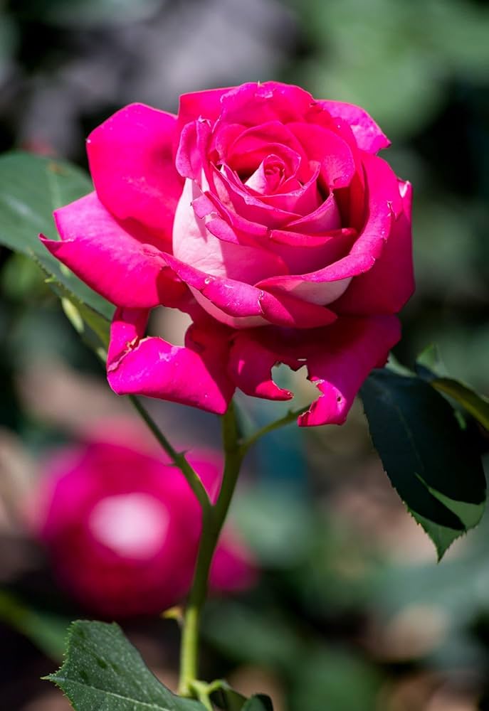 Pink Rose Flower Seeds For Easy Planting