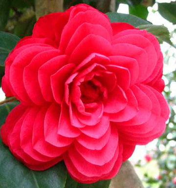 Bunte Camellia for ornamental planting