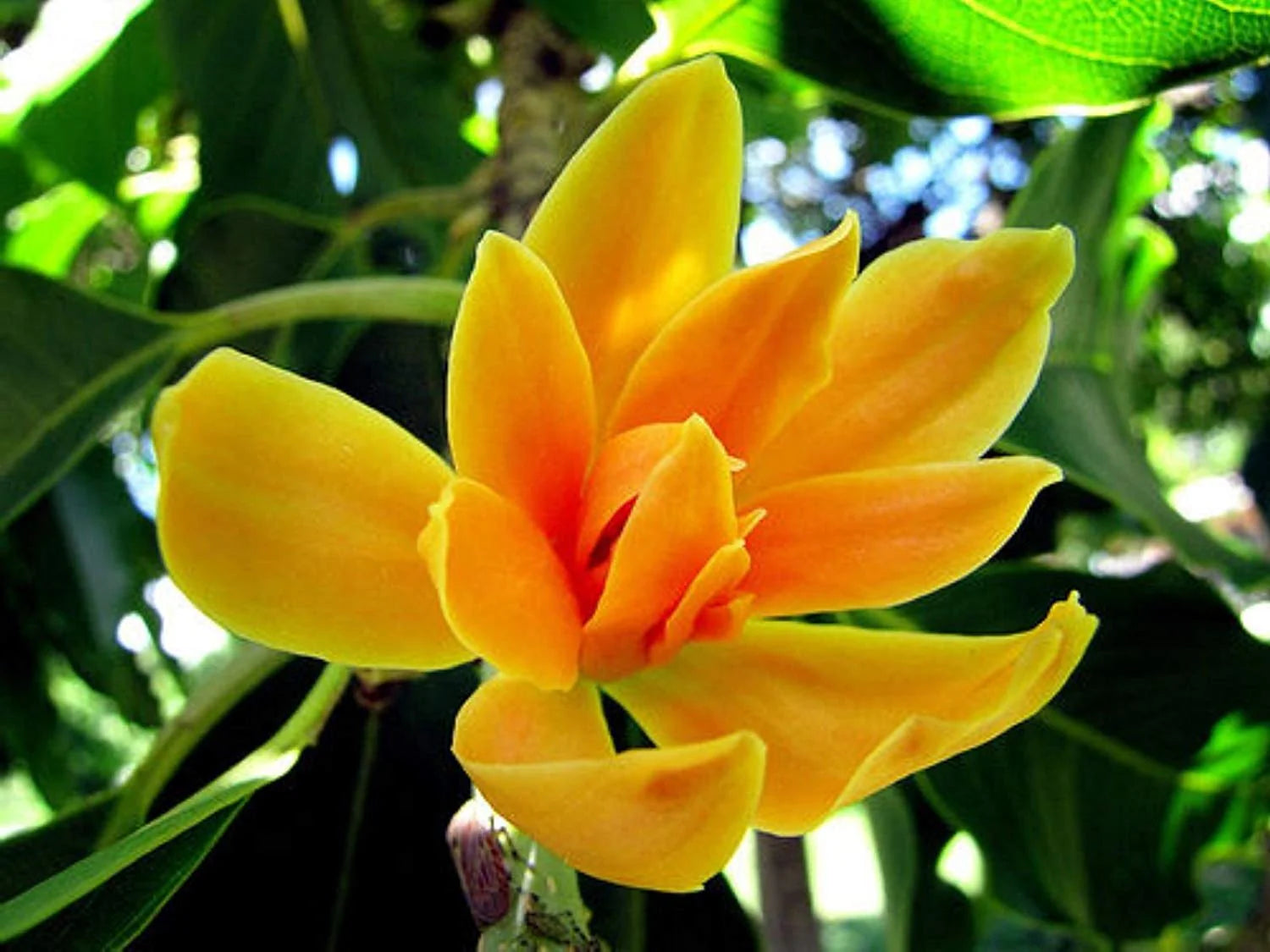 Michelia Flower seeds for Planting - Garden Favorite, Heirloom & GMO Free Seeds for Home Garden