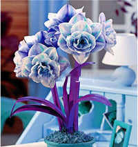 Blue Hippeastrum Flower seeds for Planting - Hardy Variety, Heirloom & GMO Free Seeds for Home Garden
