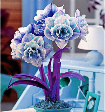 Blue Hippeastrum Flower seeds for Planting - Hardy Variety, Heirloom & GMO Free Seeds for Home Garden