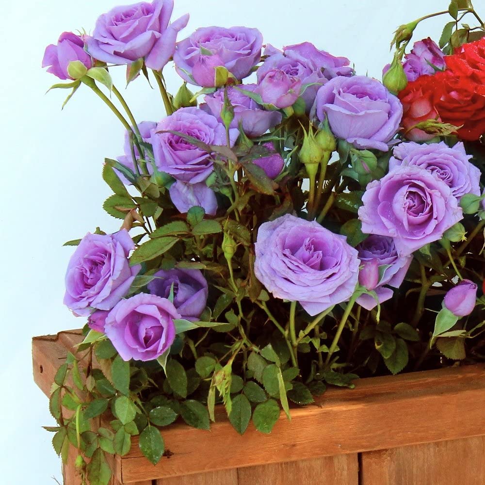 Violet Away Rose Flower Seeds for Planting Drought Tolerant Heirloom & GMO Free Seeds for Home Garden
 
 Sale