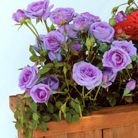 Violet Away Rose Flower Seeds for Planting Drought Tolerant Heirloom & GMO Free Seeds for Home Garden
 
 Sale