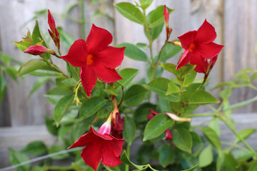 Sanderi Flower seeds for Planting Shade Tolerant Heirloom & GMO Free Seeds for Home Garden 
 
 Sale