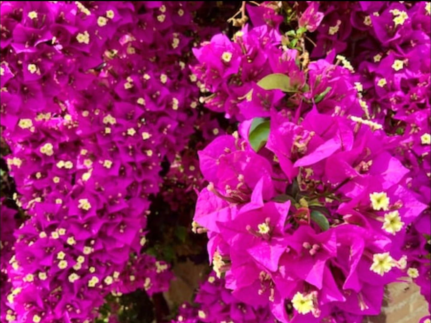 Purple Bougainvillea Flower Seeds for Easy Planting and Stunning Blooms