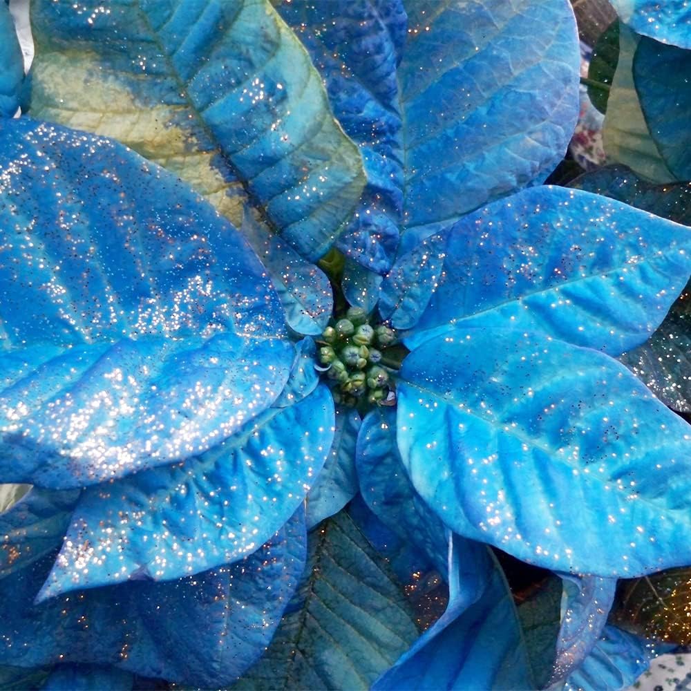 Blue Poinsettia Flower Seeds for Planting Drought Tolerant Heirloom & GMO Free Seeds for Home Garden
 
 Sale