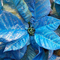 Blue Poinsettia Flower Seeds for Planting Drought Tolerant Heirloom & GMO Free Seeds for Home Garden
 
 Sale