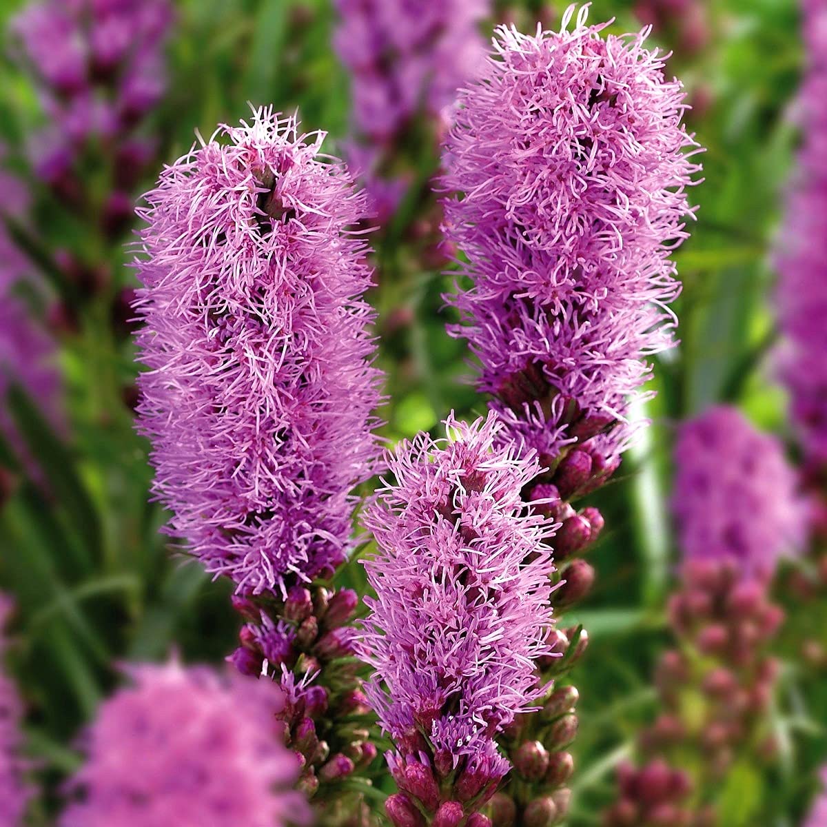 Marsh Blazing Star Liatris spicata Seeds for Planting native wildflower habitat