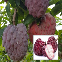 Red Custard Apple Tree Seeds for Planting  Grow Your Own Delicious Fruit