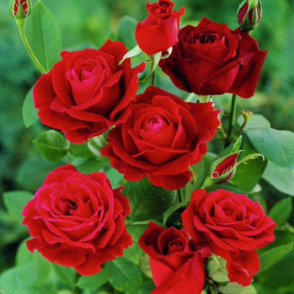 Red Away Rose Flower Seeds for Planting Sun Loving Heirloom & GMO Free Seeds for Home Garden
 
 Sale