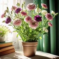 White & Maroon Eustoma (Lisianthus) Flower Seeds for Planting Heirloom NONGMO Seeds Pollinator Friendly 
 
 Sale