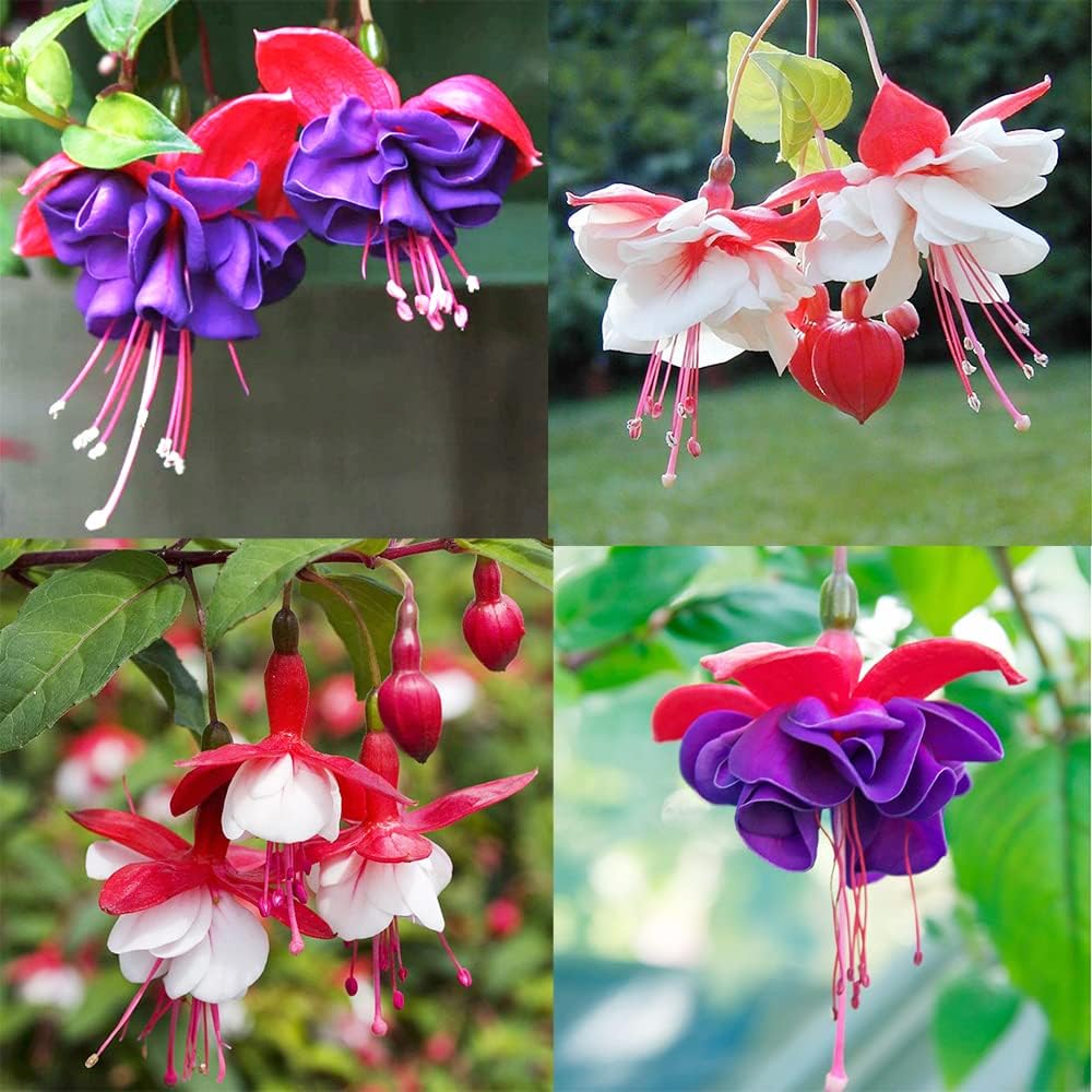 Mixed Color Fuchsia Flower Seeds for Planting Drought Tolerant Heirloom & GMO Free Seeds for Home Garden
 
 Sale