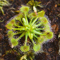 Light Green Sundew Flower seeds for Planting Heirloom Variety Heirloom & GMO Free Seeds For Home Garden 
 
 Sale
