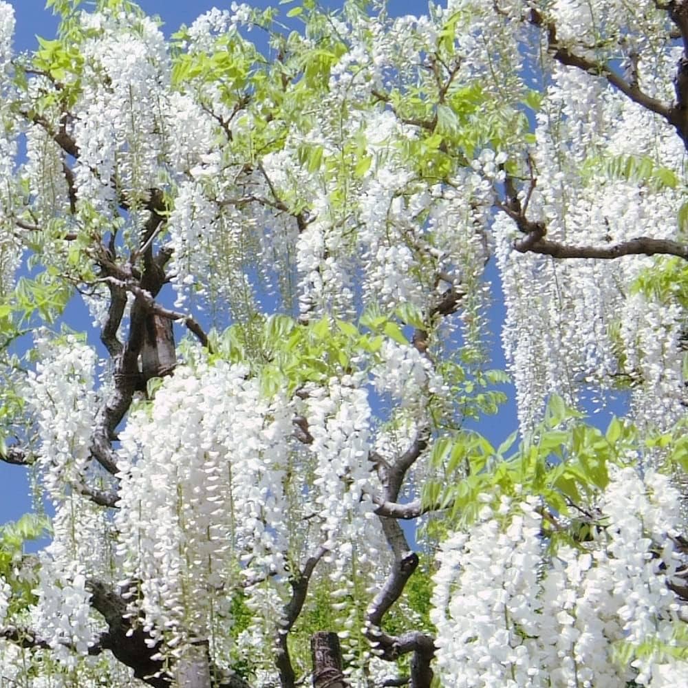 White Wisteria Flower seeds for Planting Rich Fragrance Heirloom & GMO Free Seeds For Home Garden 
 
 Sale