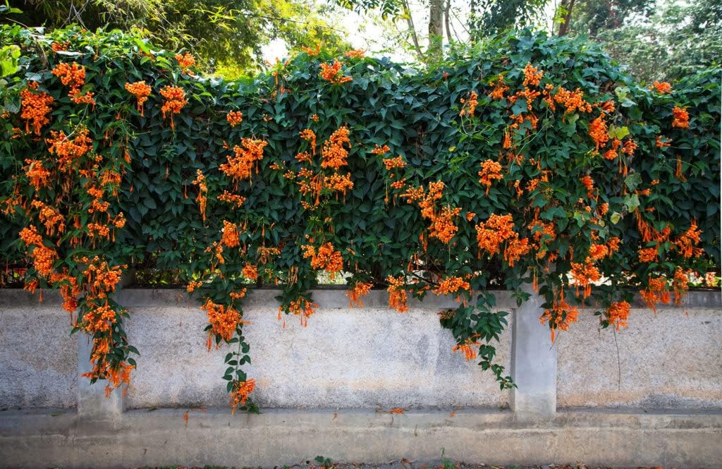 Orange (Orange Clematis) seeds for planting in home garden
