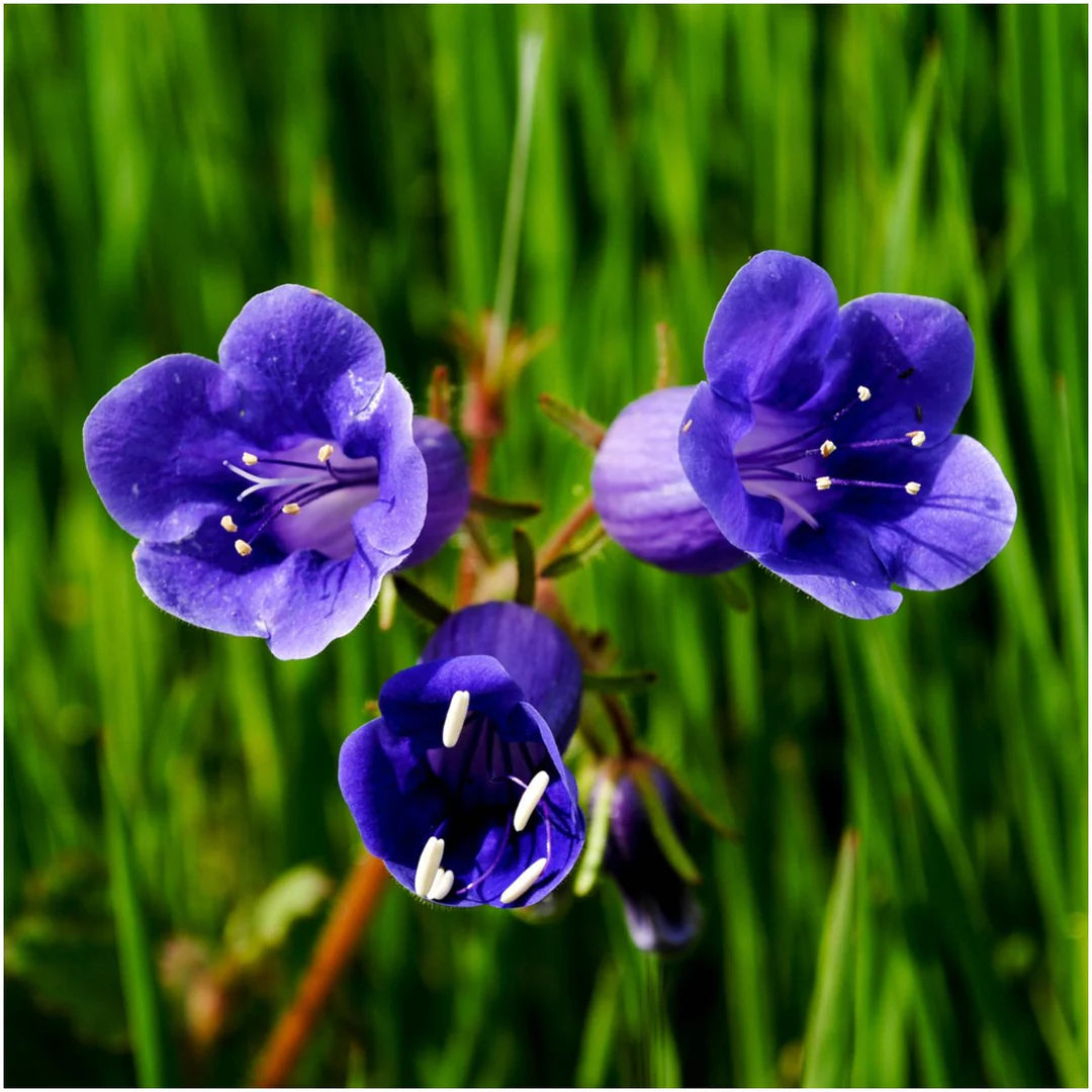 Blue Bell Flower seeds for Planting - Garden Favorite, Heirloom & GMO Free Seeds for Home Garden