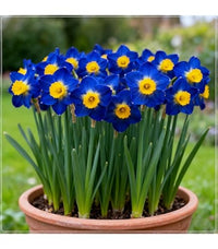 Blue Yellow Daffodil Flower Seeds for Planting Bright Blooms Heirloom & GMO Free Seeds for Home Garden
 
 Sale
