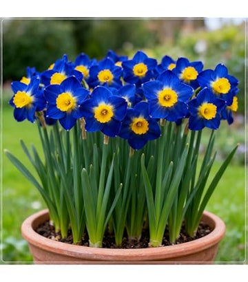 Blue Yellow Daffodil Flower Seeds for Planting Bright Blooms Heirloom & GMO Free Seeds for Home Garden
 
 Sale