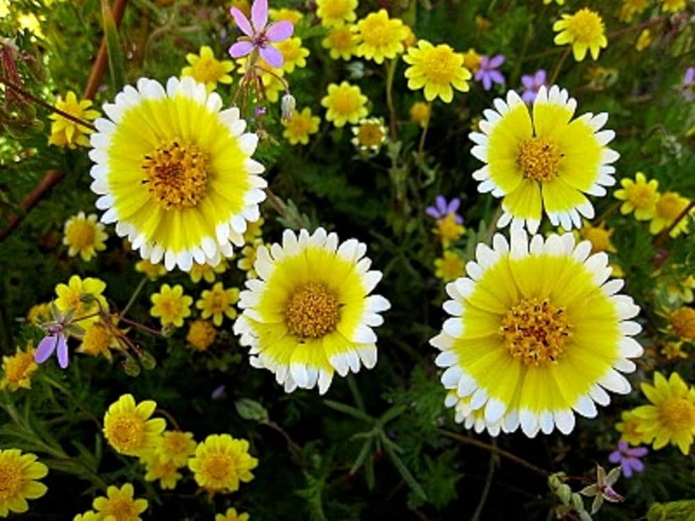 Layia Platygossa ‘Tidy Tips’ Seeds – Herb Flower for DIY Garden