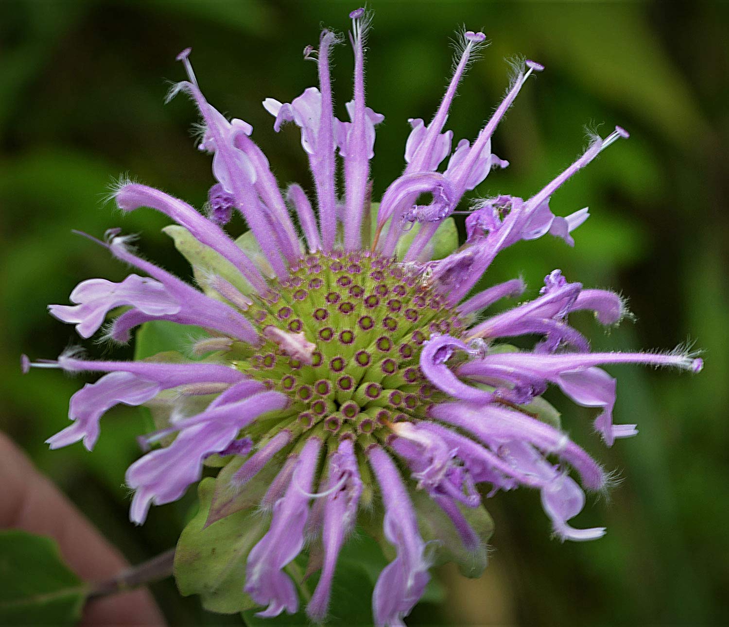 Monarda Fistulosa Flower seeds for Planting Easy to Grow Heirloom & GMO Free Seeds for Home Garden 
 
 Sale