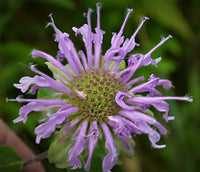 Monarda Fistulosa Flower seeds for Planting Easy to Grow Heirloom & GMO Free Seeds for Home Garden 
 
 Sale