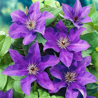 Clematis Purple Flower seeds for Planting - Wildflower Mix, Heirloom & GMO Free Seeds for Home Garden