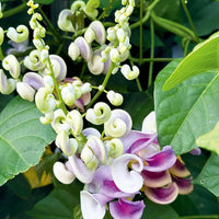 Corkscrew Vine Planting Seeds for Stunning Climbing Blooms
