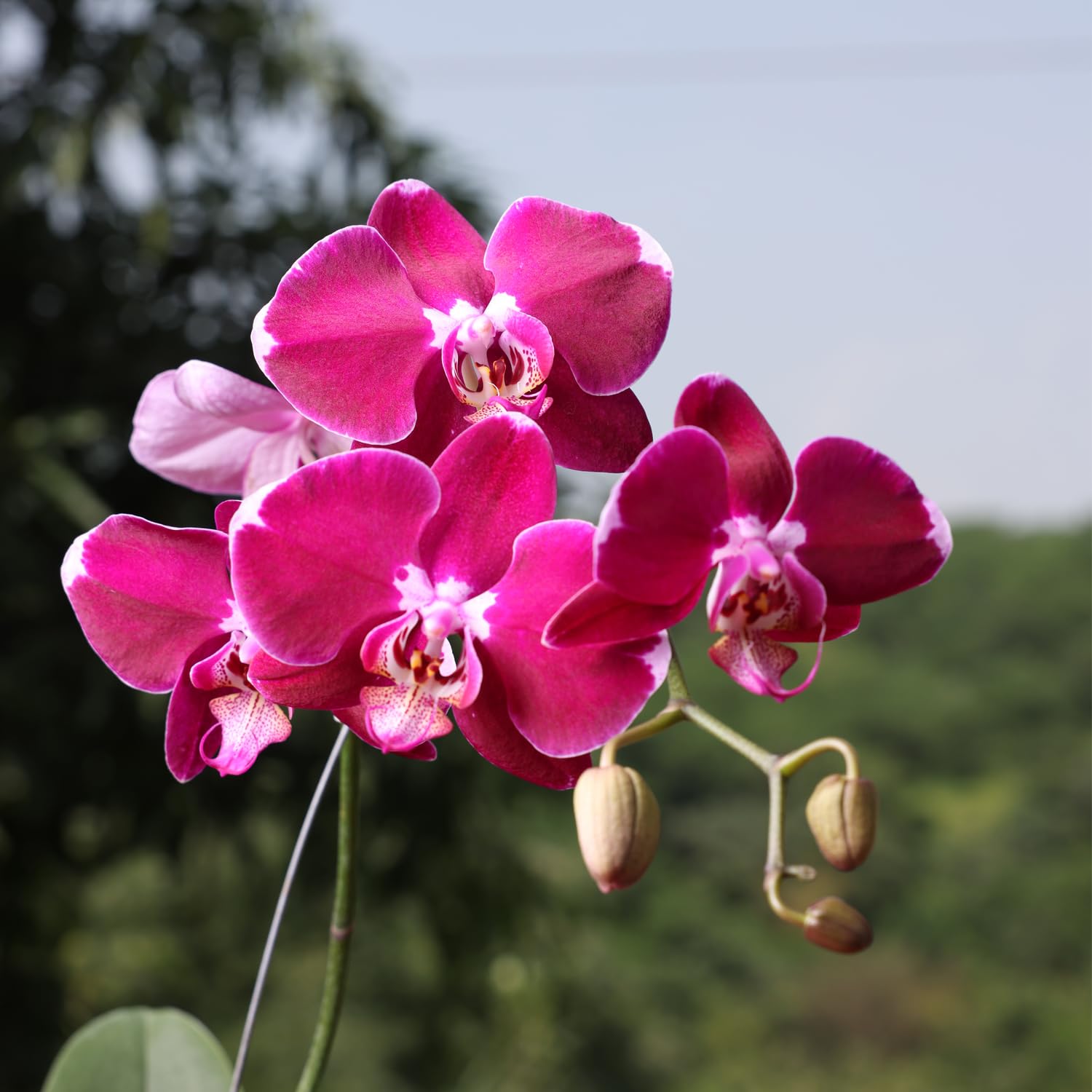 Pink Red Phalaenopsis Orchid Flower seeds for Planting Fragrant Blossoms Heirloom & GMO Free Seeds for Home Garden