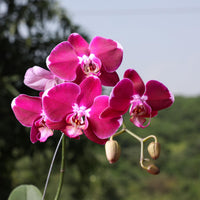 Pink Red Phalaenopsis Orchid Flower seeds for Planting Fragrant Blossoms Heirloom & GMO Free Seeds for Home Garden