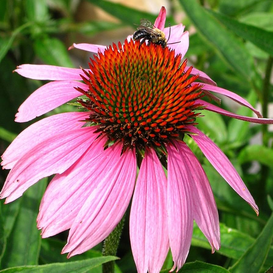 ConeFlower seeds for Planting Hardy Variety Heirloom & GMO Free Seeds for Home Garden 
 
 Sale