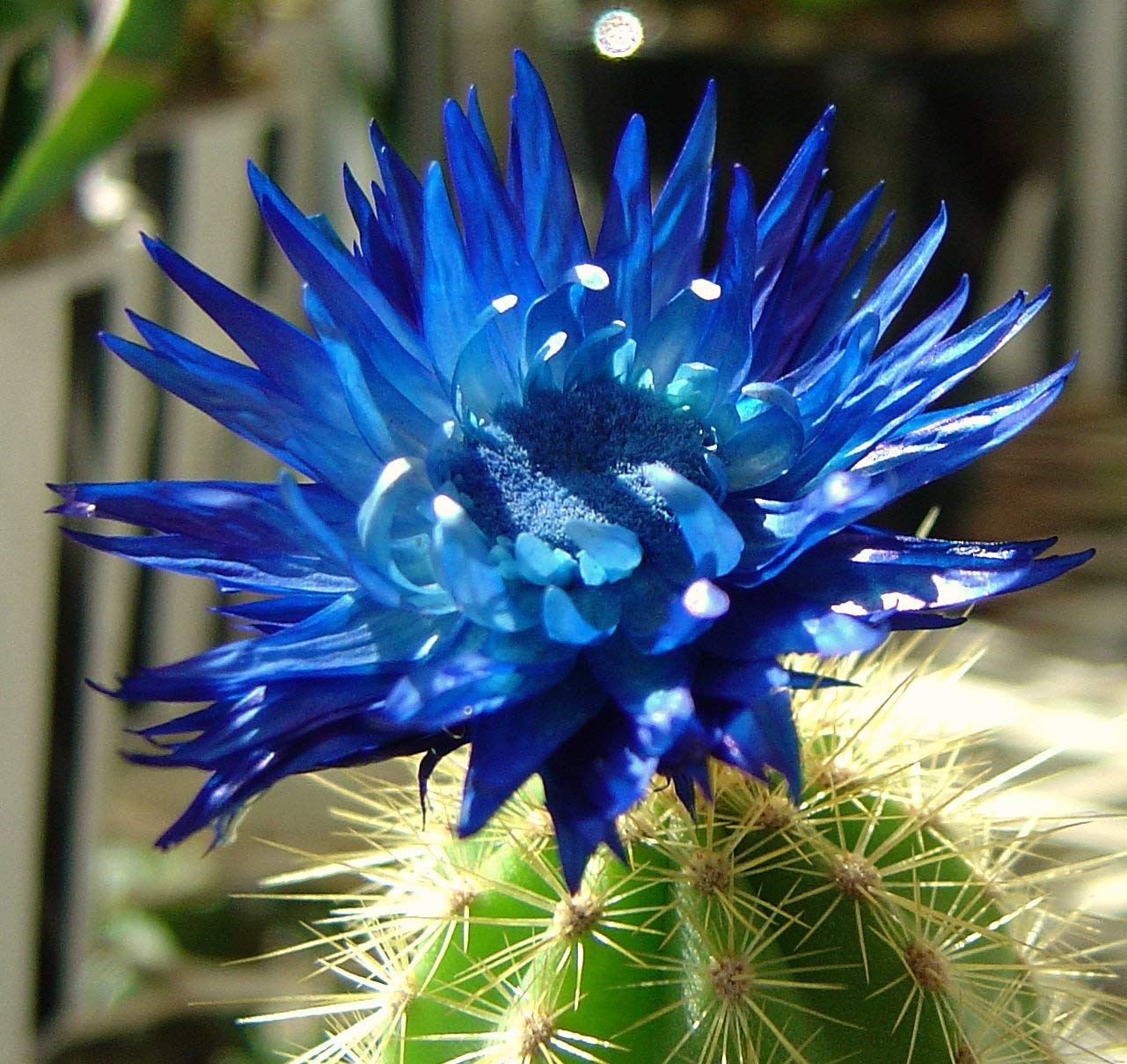 Zygocactus Truncatus Flower Seeds for Planting  Mixed Colors, Ideal for Indoor/Outdoor Gardens