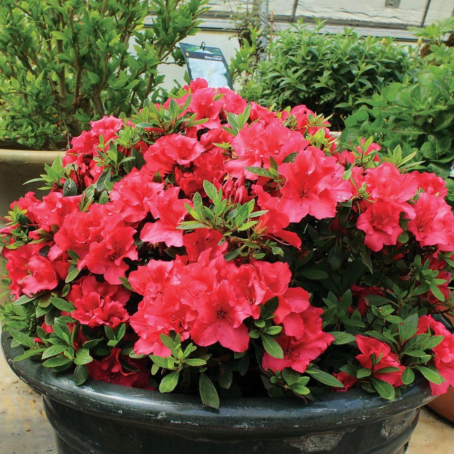 Red Azalea Flower Seeds for Planting Easy to Grow Heirloom & GMO Free Seeds for Home Garden
 
 Sale