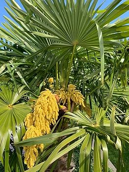 Heirloom Trachycarpus Flower seeds for Planting Seasonal Bloomer Heirloom & GMO Free Seeds for Home Garden