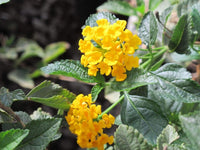 Yellow Verbena Didyma Flower seeds for Planting - Compact Growth, Heirloom & GMO Free Seeds for Home Garden
