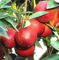 Red Lemon Fruit Seeds for Planting - Dark Red Variety for Your Garden