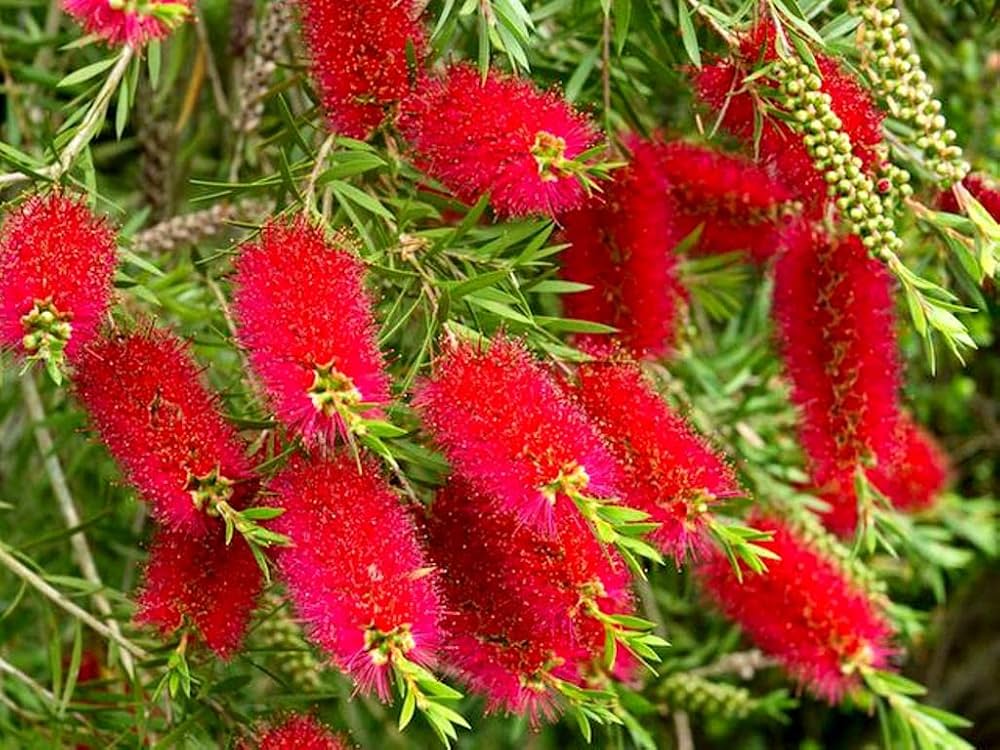 Pink Melaleuca Flower seeds for Planting - Fragrant Blossoms, Heirloom & GMO Free Seeds for Home Garden