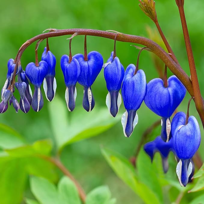 Sky Blue Yellow Heart Flower Seeds for Planting Bright Blooms Heirloom & GMO Free Seeds for Home Garden
 
 Sale