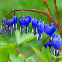Sky Blue Yellow Heart Flower Seeds for Planting Bright Blooms Heirloom & GMO Free Seeds for Home Garden
 
 Sale