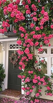 Rose Flower Planting Seeds