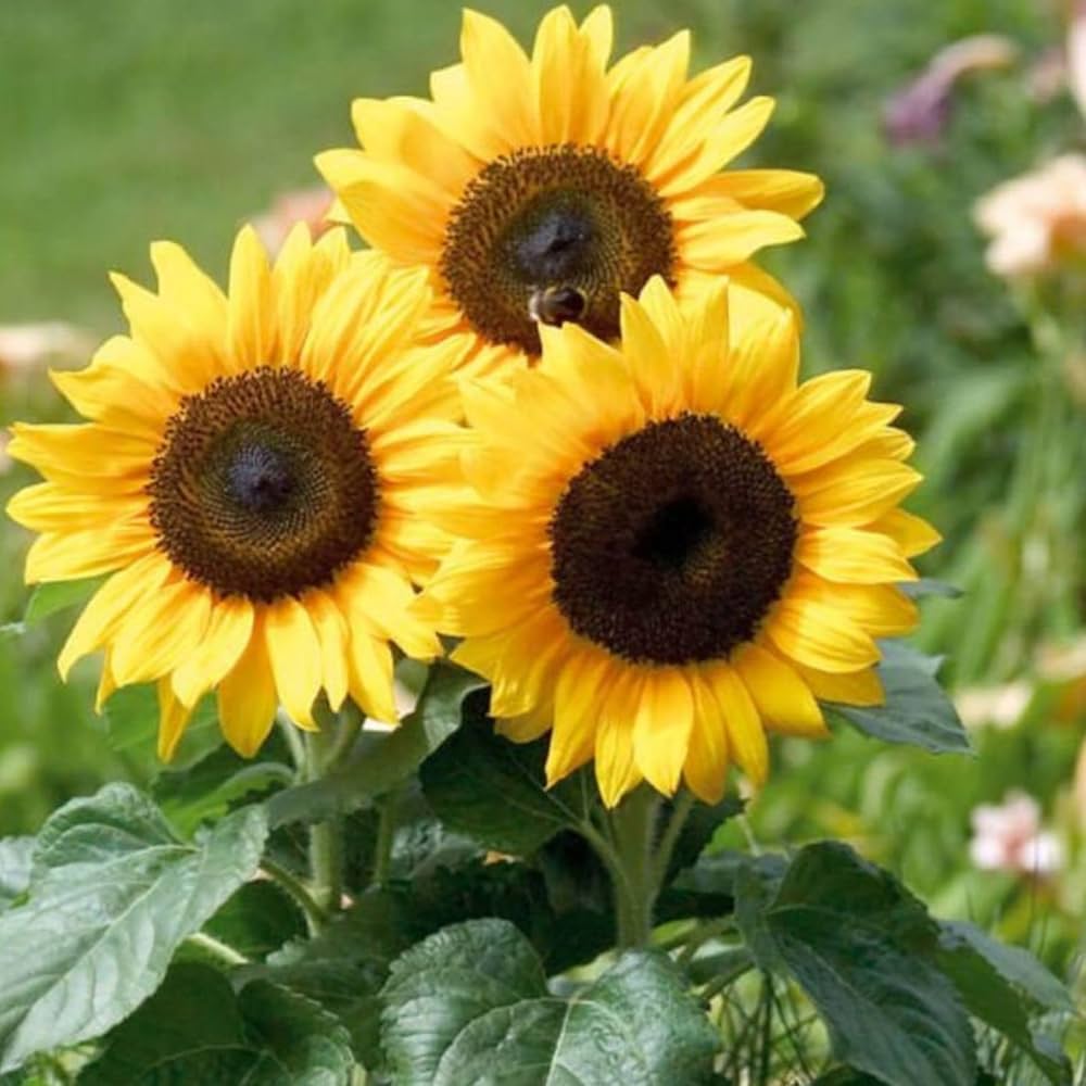 Yellow Helianthus Annus Flower Seeds for planting