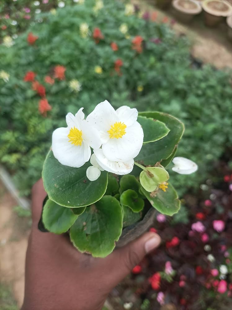 Begonia White Flower seeds for Planting - Wildflower Mix, Heirloom & GMO Free Seeds for Home Garden