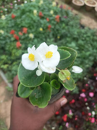 Begonia White Flower seeds for Planting - Wildflower Mix, Heirloom & GMO Free Seeds for Home Garden