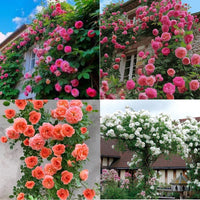 Climbing Flower seeds for Planting - Drought Tolerant, Heirloom & GMO Free Seeds for Home Garden