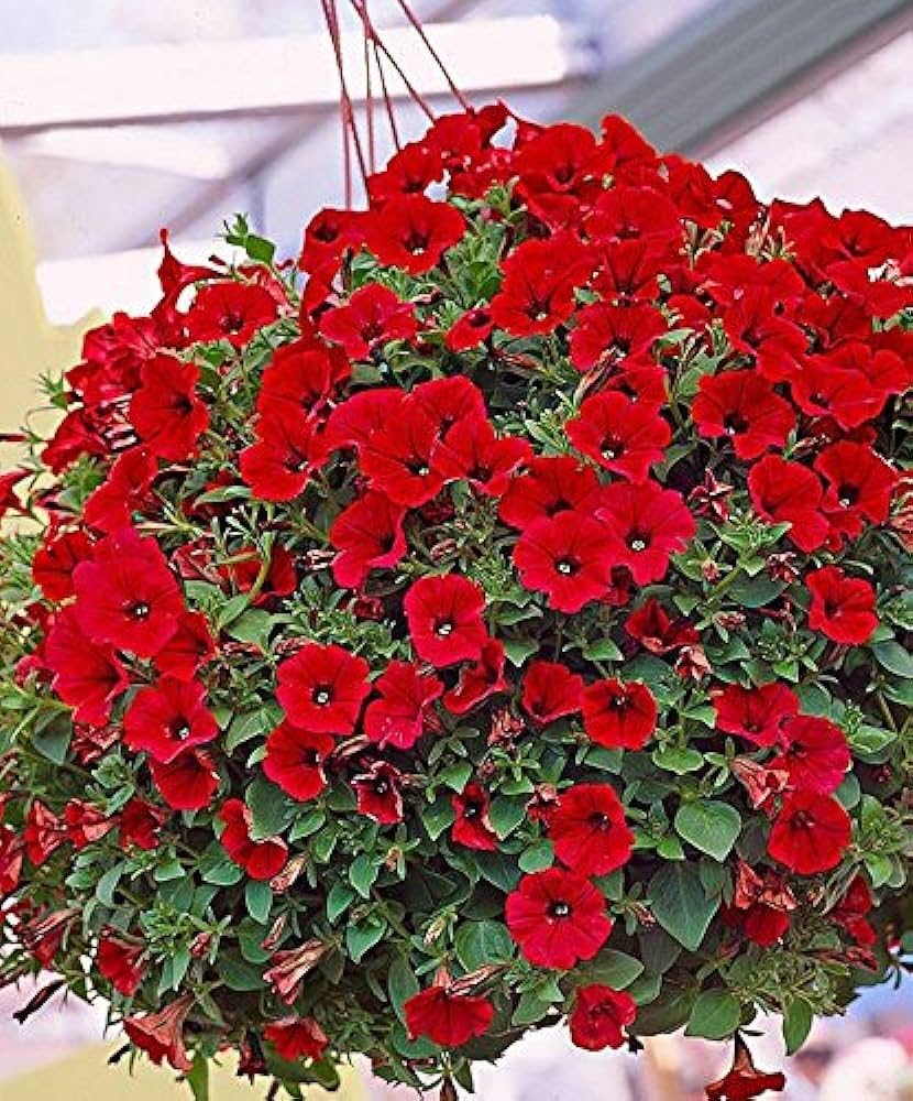 Orange Red Petunia Flower Seeds for Planting Vibrant Garden Blooms Heirloom & GMO Free Seeds for Home Garden 
 
 Sale