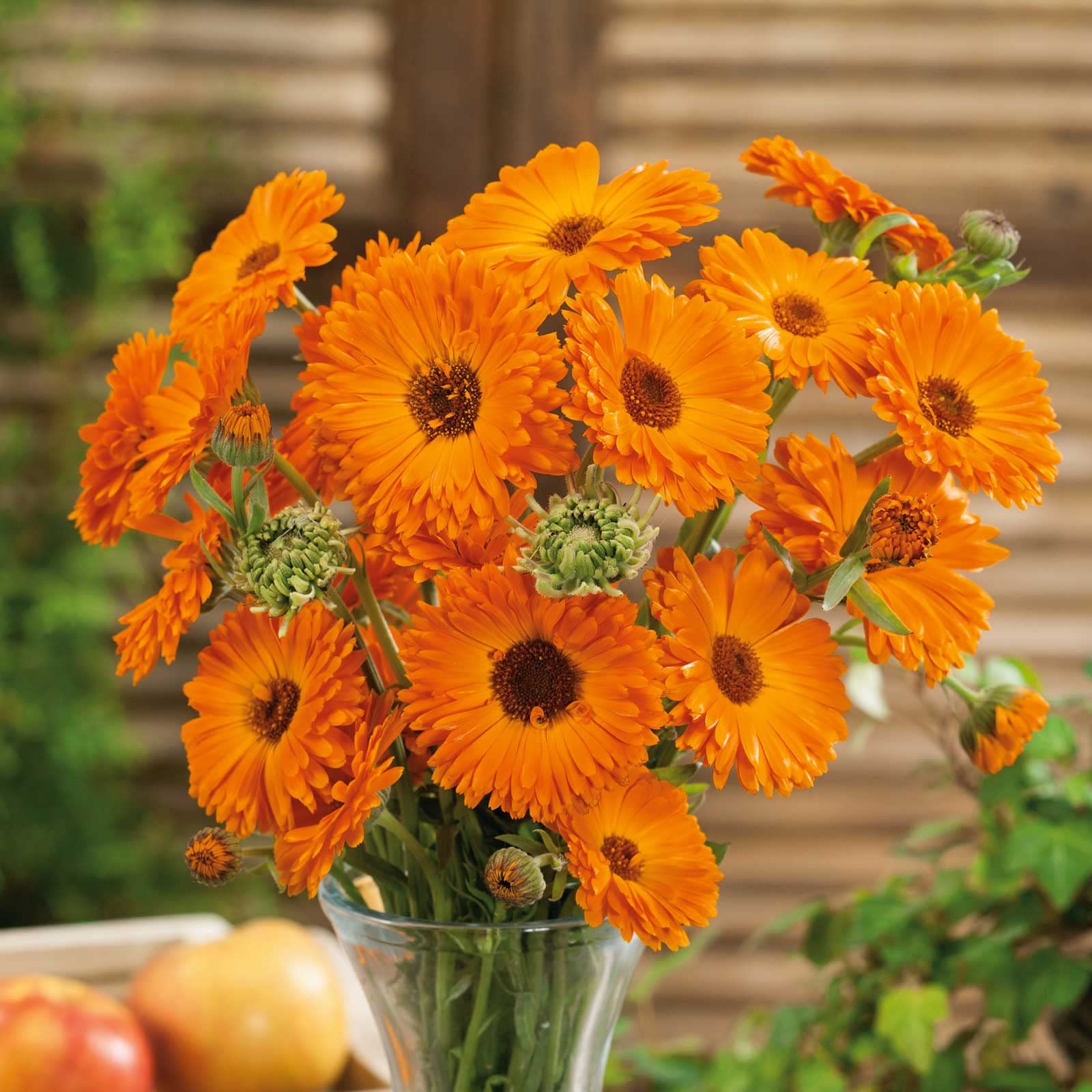 Calendula Geishe Girl Seeds for Planting flower bed garden