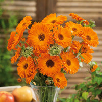 Calendula Geishe Girl Seeds for Planting flower bed garden