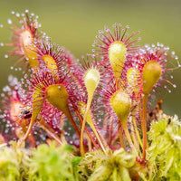 Mixed Drosera Chrysolepis Flower seeds for Planting - Long Bloom Season, Heirloom & GMO Free Seeds for Home Garden