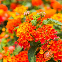 Orange Lantana Flower Seeds for Planting Colorful Display Heirloom & GMO Free Seeds for Home Garden
 
 Sale