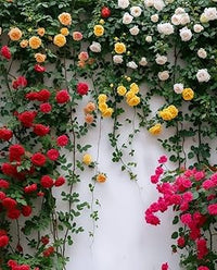 MultiColor Rose Flower Seeds for Planting Easy to Grow Heirloom & GMO Free Seeds for Home Garden
 
 Sale