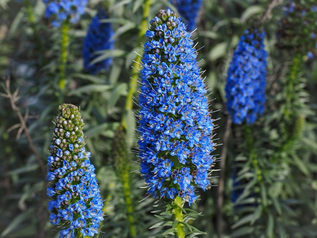 Madeira Flower seeds for Planting - Seasonal Bloomer, Heirloom & GMO Free Seeds for Home Garden
 
 Sale seeds for planting in home garden